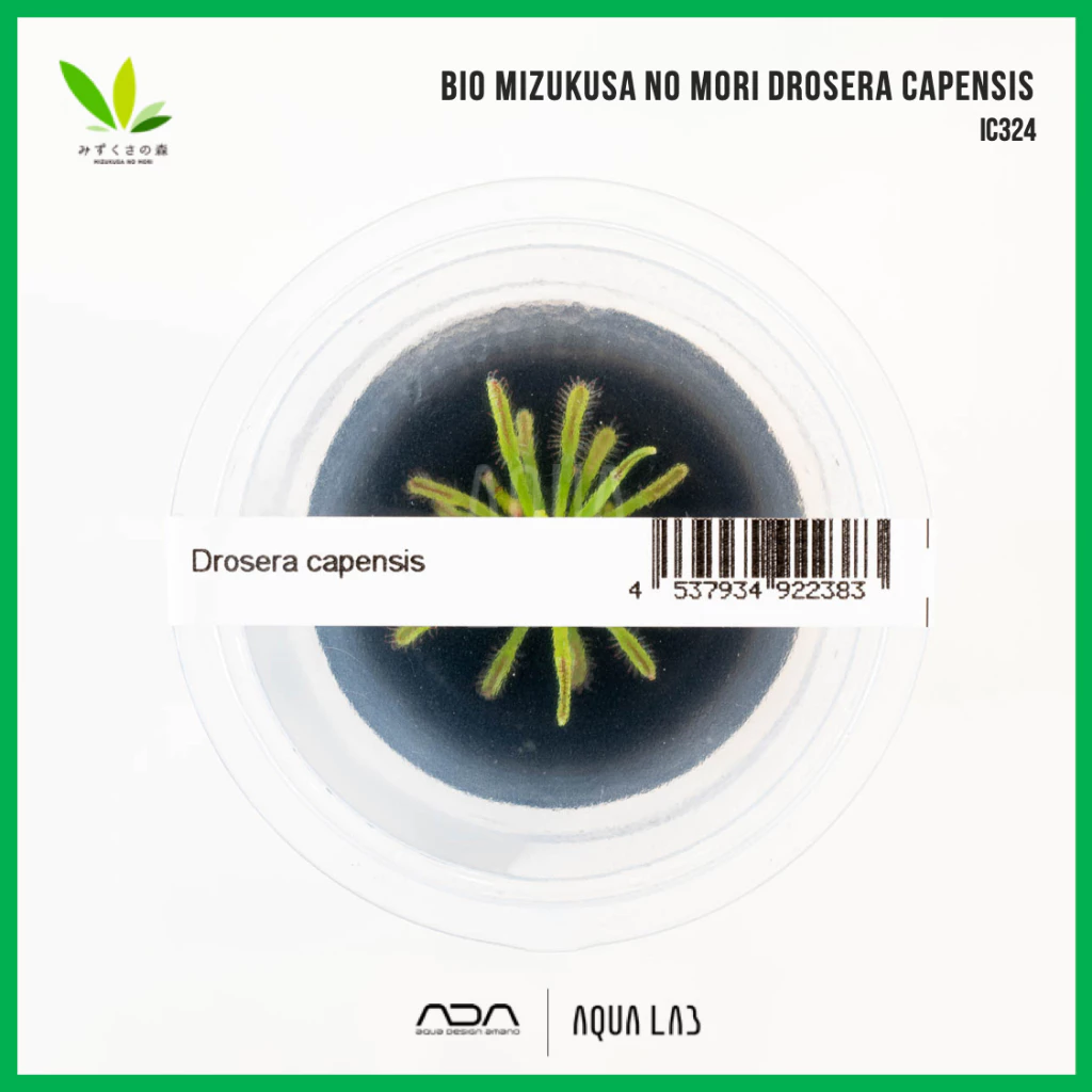 BIO Drosera capensis (หยาดน้ำค้างคาเพนซิส) [ไม้น้ำ - Aquatic Plant] IC374
