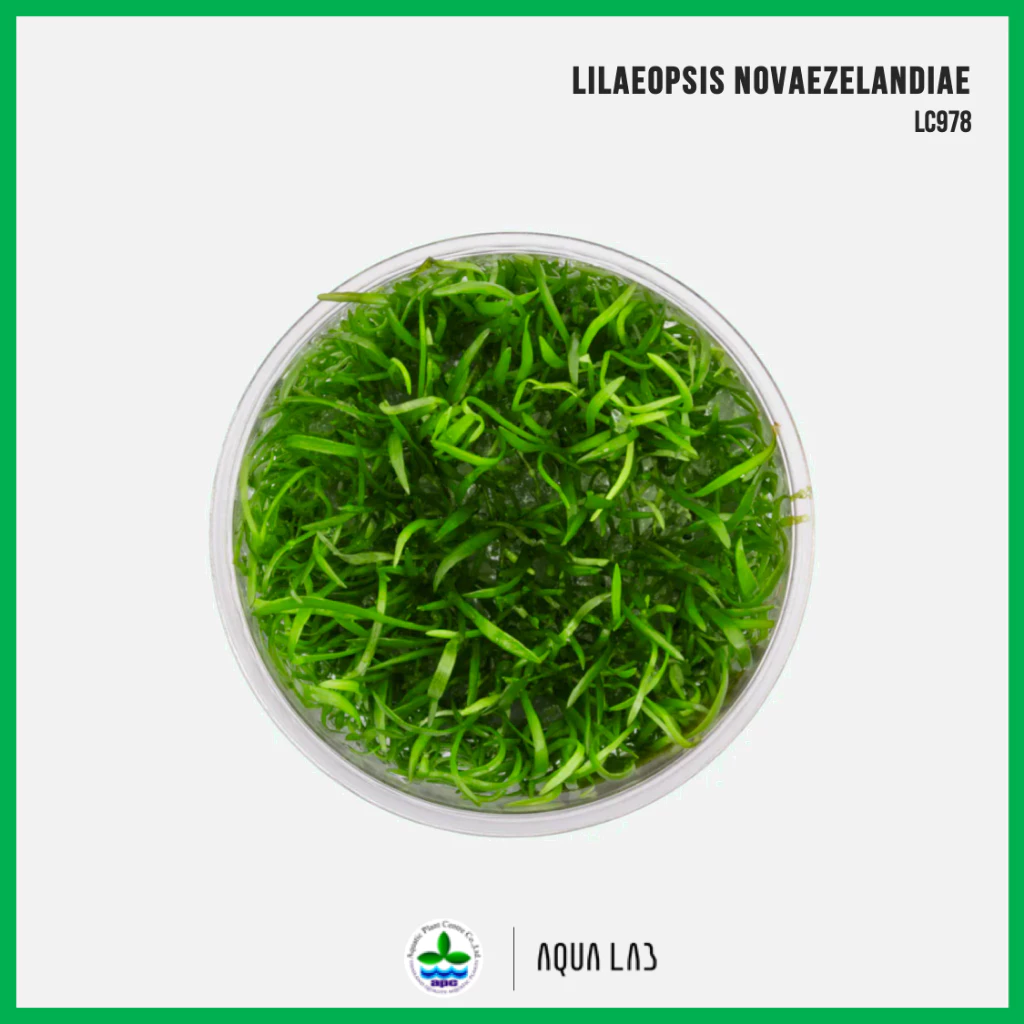 [APC] Lilaeopsis novaezelandiae (หญ้างูเห่านิวซีแลนด์) [ไม้น้ำ - Aquatic Plants] LC978