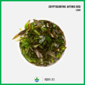 [APC] Cryptocoryne Affinis Red (คริปอัฟฟินิสเรด) [ไม้น้ำ - Aquatic Plants] LC582