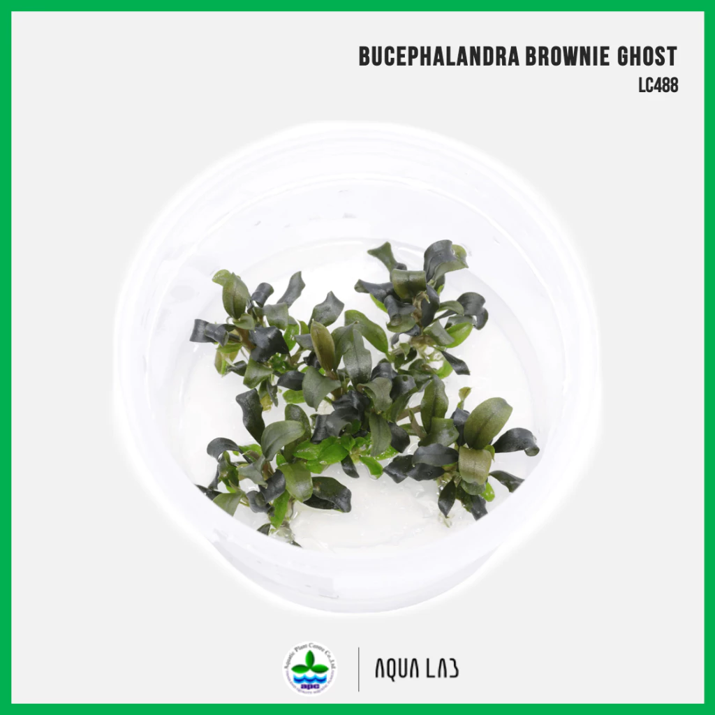 [APC] Bucephalandra brownie ghost (บูเซปบราวนี่โกสต์) [ไม้น้ำ - Aquatic Plant] LC488/LS488