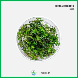 [APC] Rotala colorata (โรทาล่าโคโลราต้า) [ไม้น้ำ - Aquatic Plant] LC627
