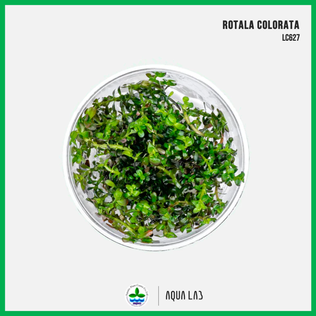 [APC] Rotala colorata (โรทาล่าโคโลราต้า) [ไม้น้ำ - Aquatic Plant] LC627