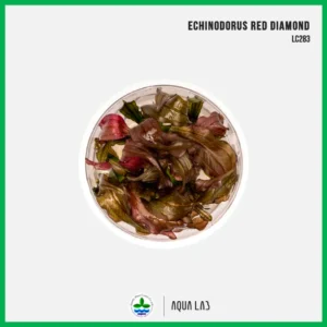[APC] Echinodorus Red Diamond (แอมะซอน เรดไดมอนด์) [ไม้น้ำ - Aquatic Plant] LC283