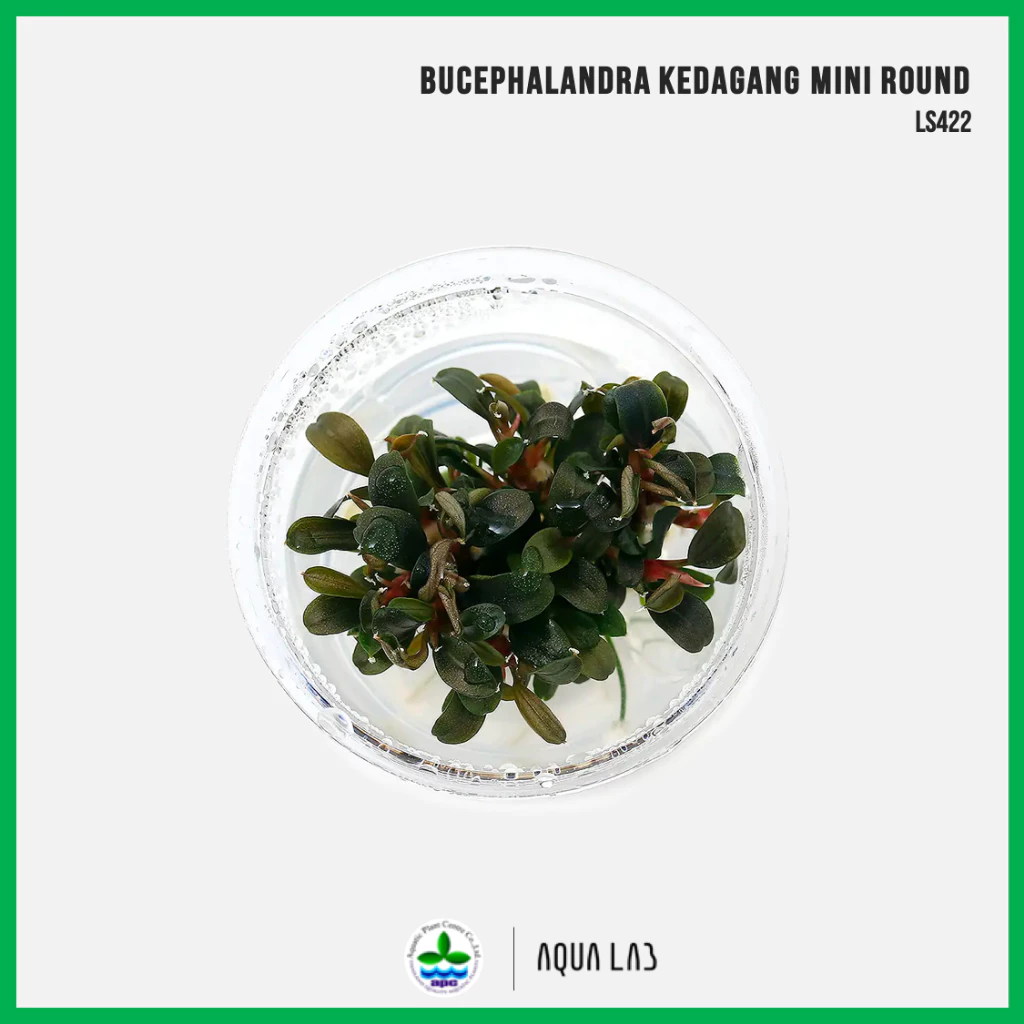 [APC] Bucephalandra kedagang mini round (บูเซปเกดาแกงมินิ) [ไม้น้ำ - Aquatic Plants] LS422/LC422
