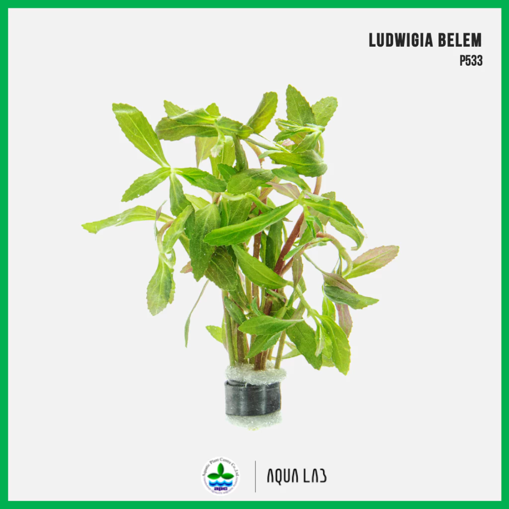 [APC] Limnophila belem (ลิมโนฟิล่าเบเลม) [ไม้น้ำ - Aquatic Plant] P533