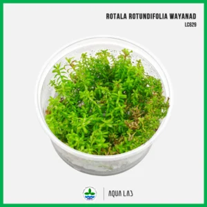 [APC] Rotala rotundifolia wayanad (โรทาล่าวายานาด) [ไม้น้ำ - Aquatic Plant] LC629