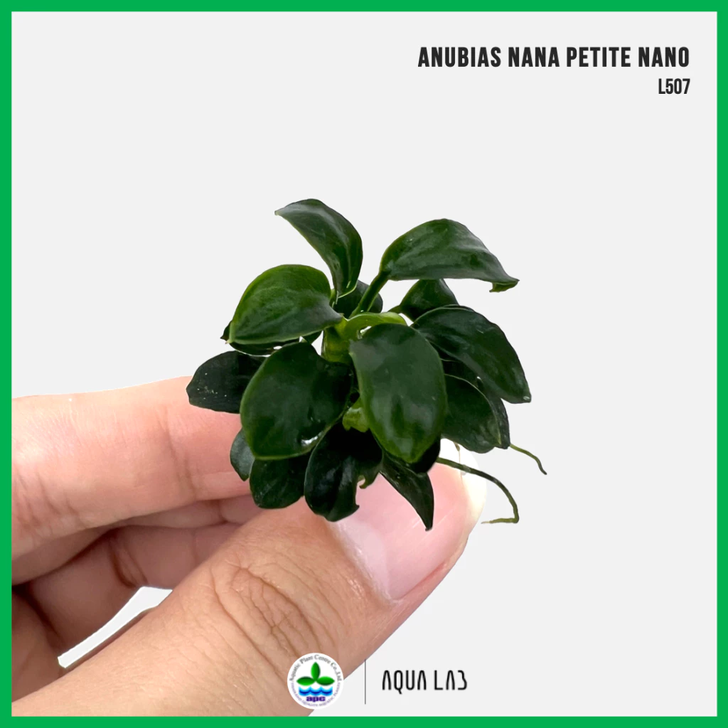 [APC] Anubias barteri var nana petite nano (อนูเบียสแคระนาโน) [ไม้น้ำ - Aquatic Plant] L507