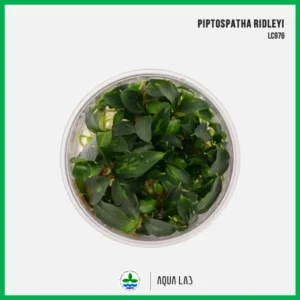[APC] Piptospatha ridleyi [ไม้น้ำ - Aquatic Plants] LC976