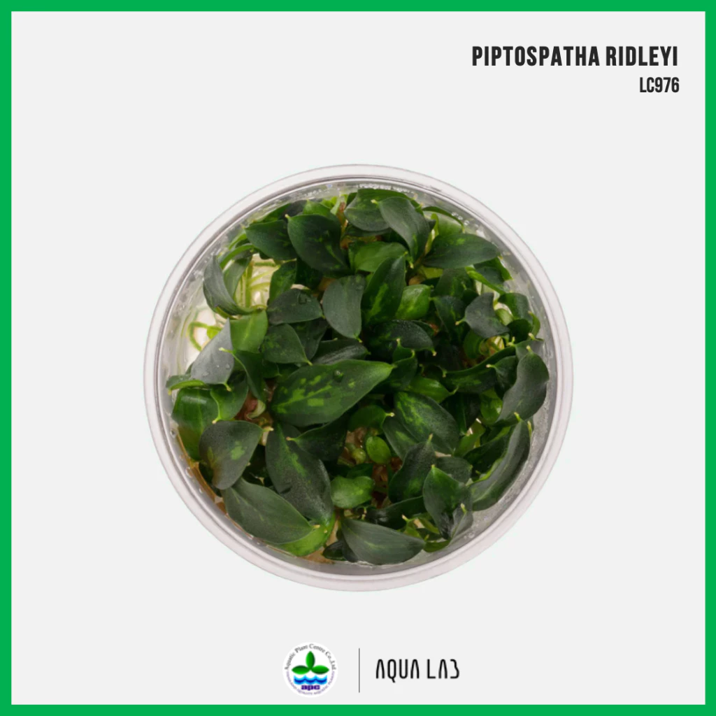 [APC] Piptospatha ridleyi [ไม้น้ำ - Aquatic Plants] LC976
