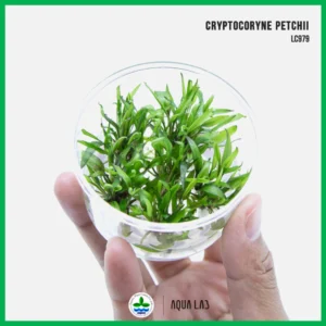 [APC] Cryptocoryne petchii (คริปเพรชชี่) [ไม้น้ำ - Aquatic Plant] LC979