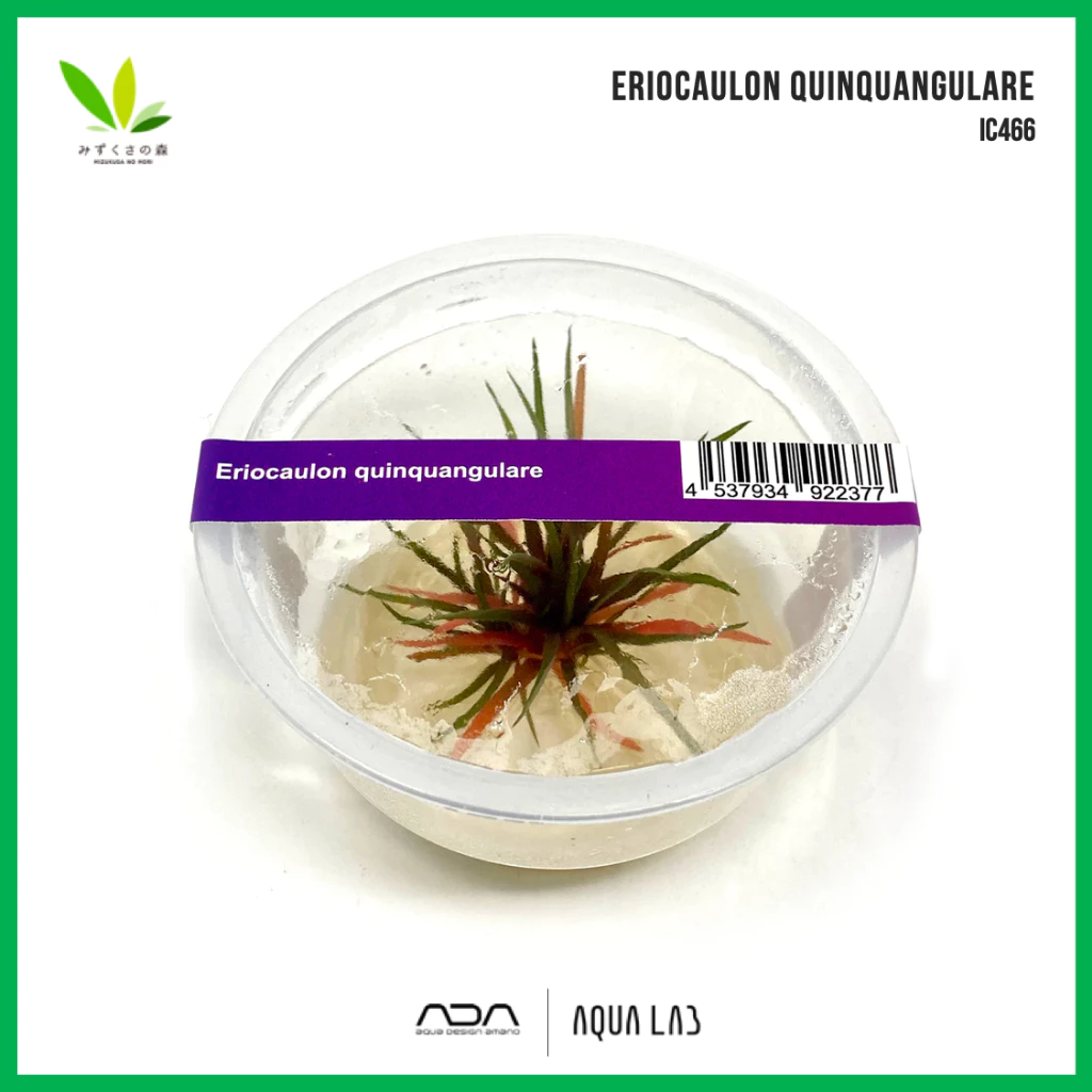 BIO Eriocaulon quinquangulare (กระดุมใบแดง) [ไม้น้ำ - Aquatic Plant] IC466