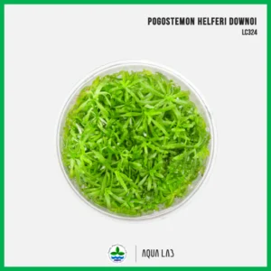 [APC] Pogostemon helferi 'Downoi' (ดาวน้อย) [ไม้น้ำ - Aquatic Plant] LC324