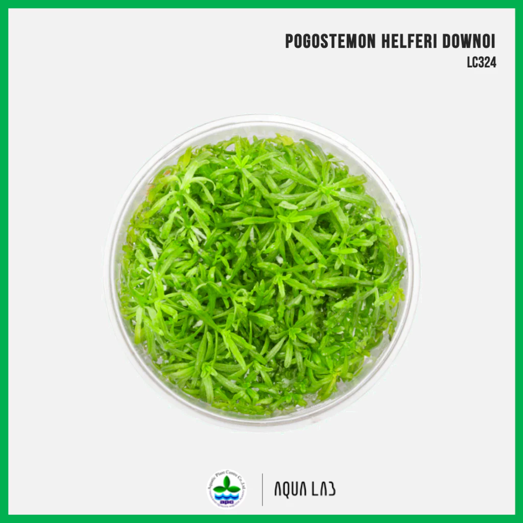 [APC] Pogostemon helferi 'Downoi' (ดาวน้อย) [ไม้น้ำ - Aquatic Plant] LC324