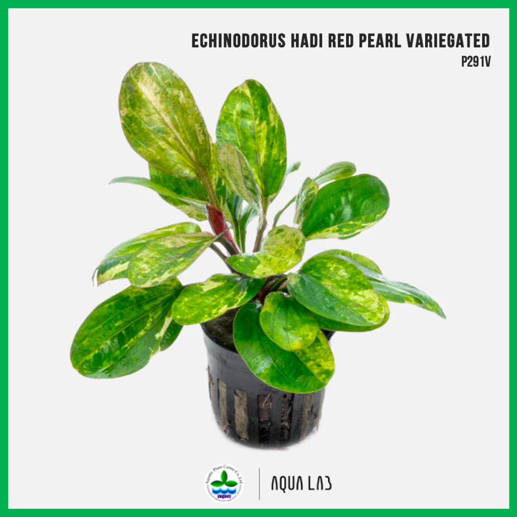 [APC] Echinodorus hadi red pearl variegated (อะเมซอนฮาดิเรดเพิร์ลใบด่าง) [ไม้น้ำ - Aquatic Plant] P291V