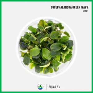 [APC] Bucephalandra green wavy (บูเซปเขียว) [ไม้น้ำ - Aquatic Plant] LC321