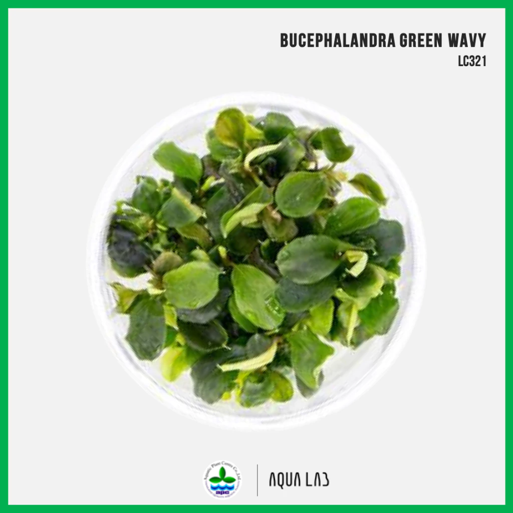 [APC] Bucephalandra green wavy (บูเซปเขียว) [ไม้น้ำ - Aquatic Plant] LC321