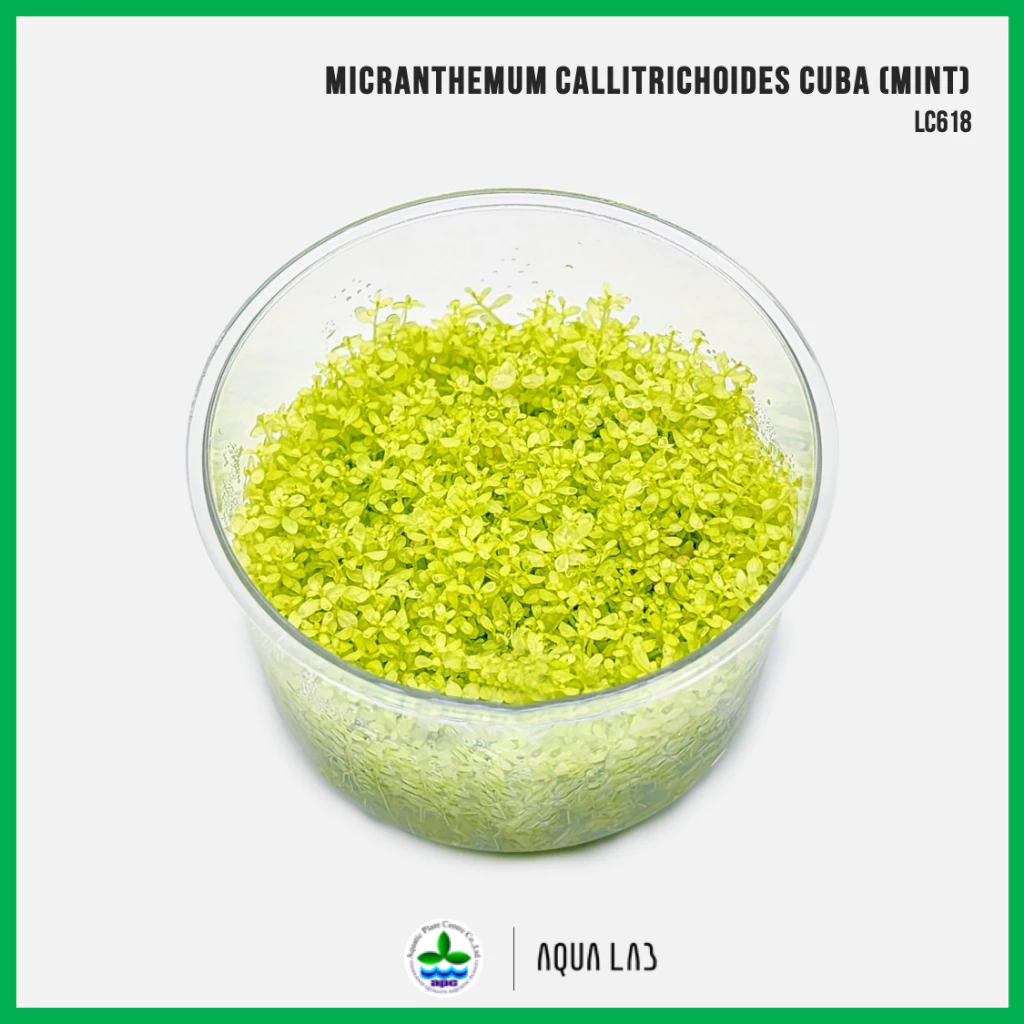 [APC] Micranthemum callitrichoides cuba (mint) (หวีดจิ๋วมิ้นท์) [ไม้น้ำ - Aquatic Plant] LC618