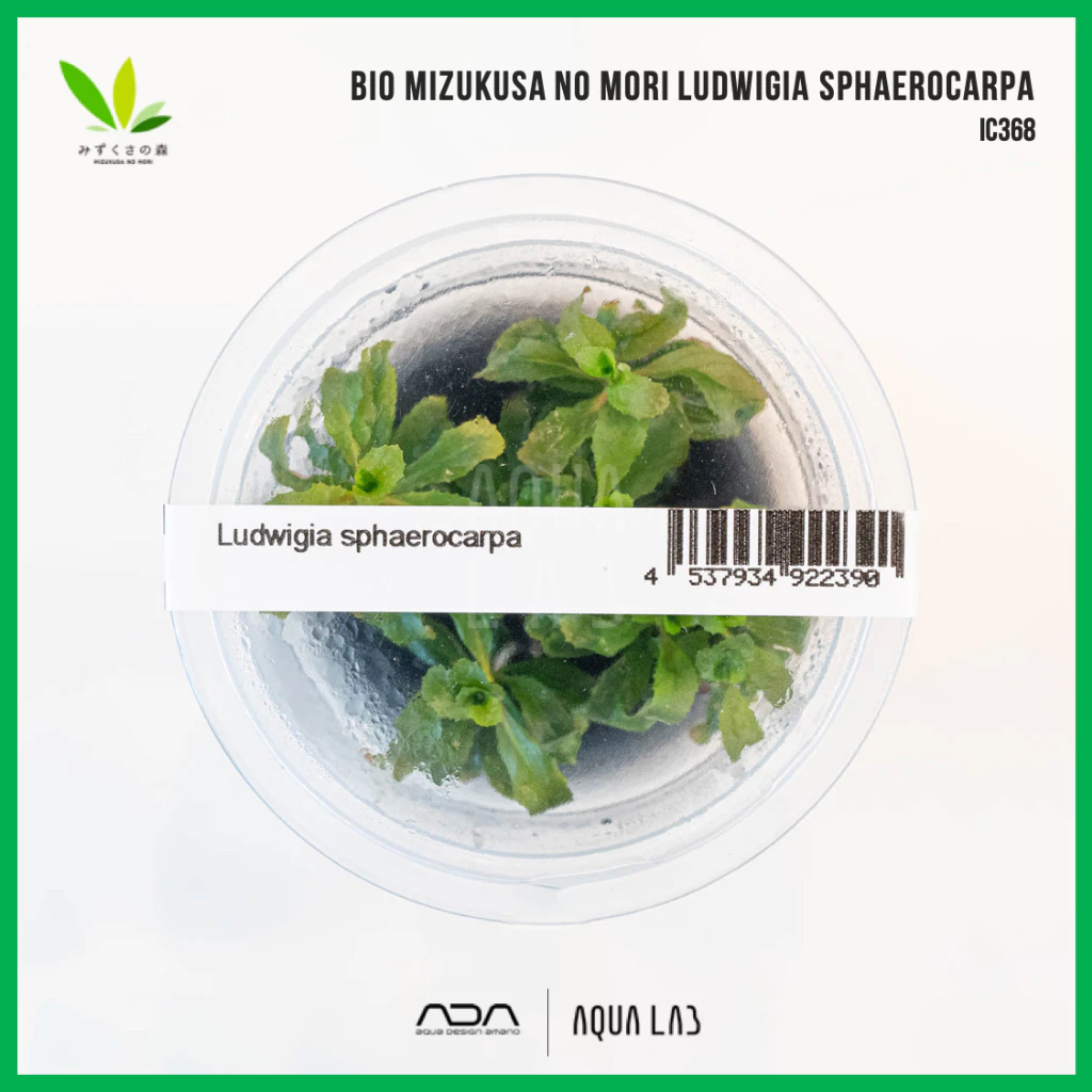 BIO Ludwigia sphaerocarpa (ลุดวิเจียสเฟียโรคาร์ปา/ปิโลซา) [ไม้น้ำ - Aquatic Plant] IC368