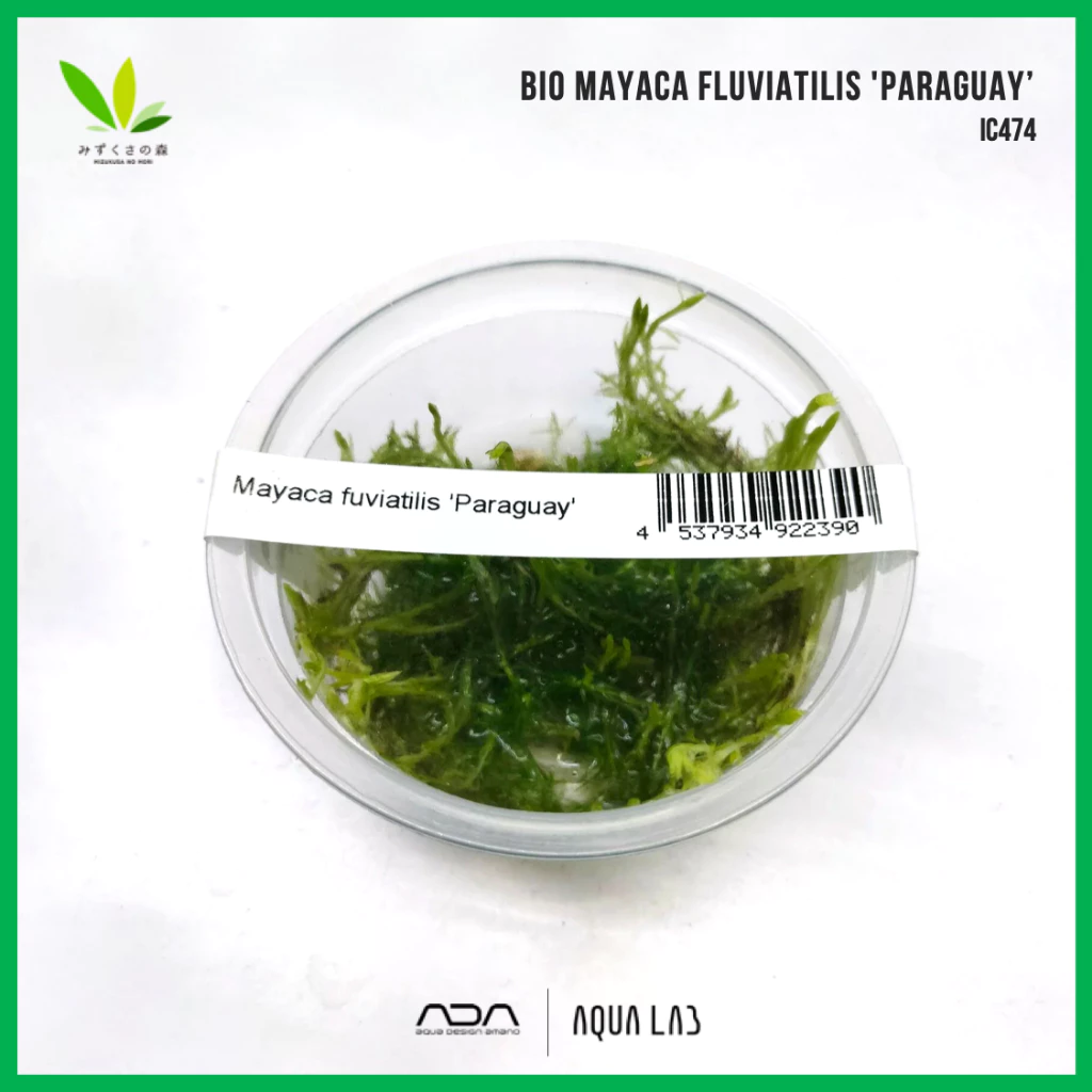 BIO Mayaca fluviatilis 'Paraguay' (มายาค่าปารากวัย) [ไม้น้ำ - Aquatic Plant] IC474