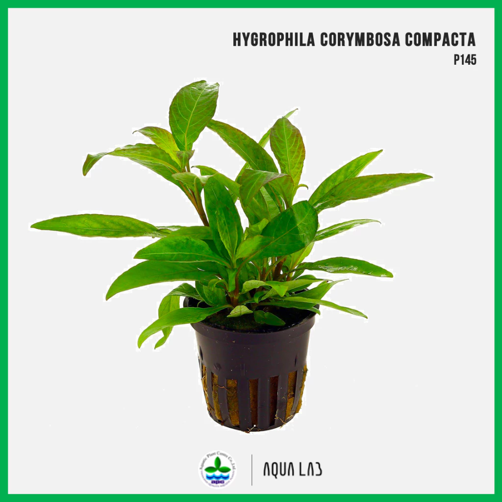 [APC] Hygrophila corymbosa compacta (ไฮโกรฟิลา คอริมโบซา) [ไม้น้ำ - Aquatic Plant] P145