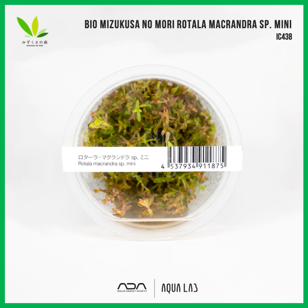 BIO Mizukusa no Mori Rotala macrandra sp. mini (โรทาล่ามาครานดร้ามินิ) [ไม้น้ำ - Aquatic Plant] IC438