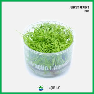 [APC] Juncus repens (จังคัสรีเพนส์) [ไม้น้ำ - Aquatic Plants] LC970