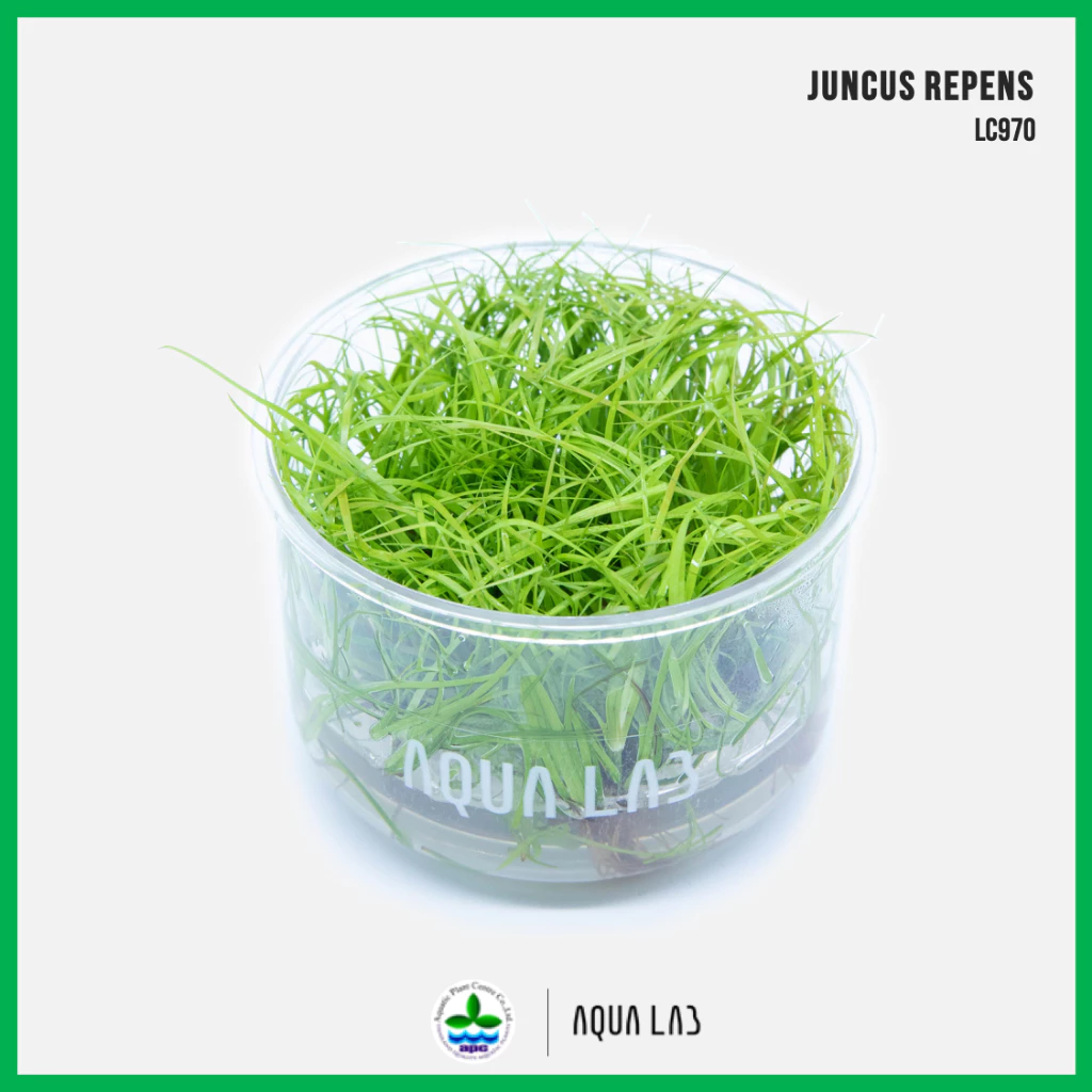 [APC] Juncus repens (จังคัสรีเพนส์) [ไม้น้ำ - Aquatic Plants] LC970