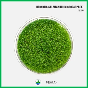 [APC] Hedyotis salzmannii (Microcarpaea) [ไม้น้ำ - Aquatic Plants] LC290