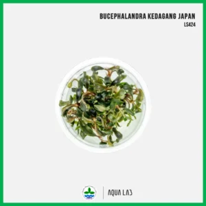 [APC] Bucephalandra kedagang japan (บูเซปเคดาแกงเจแปน) [ไม้น้ำ - Aquatic Plant] LS424