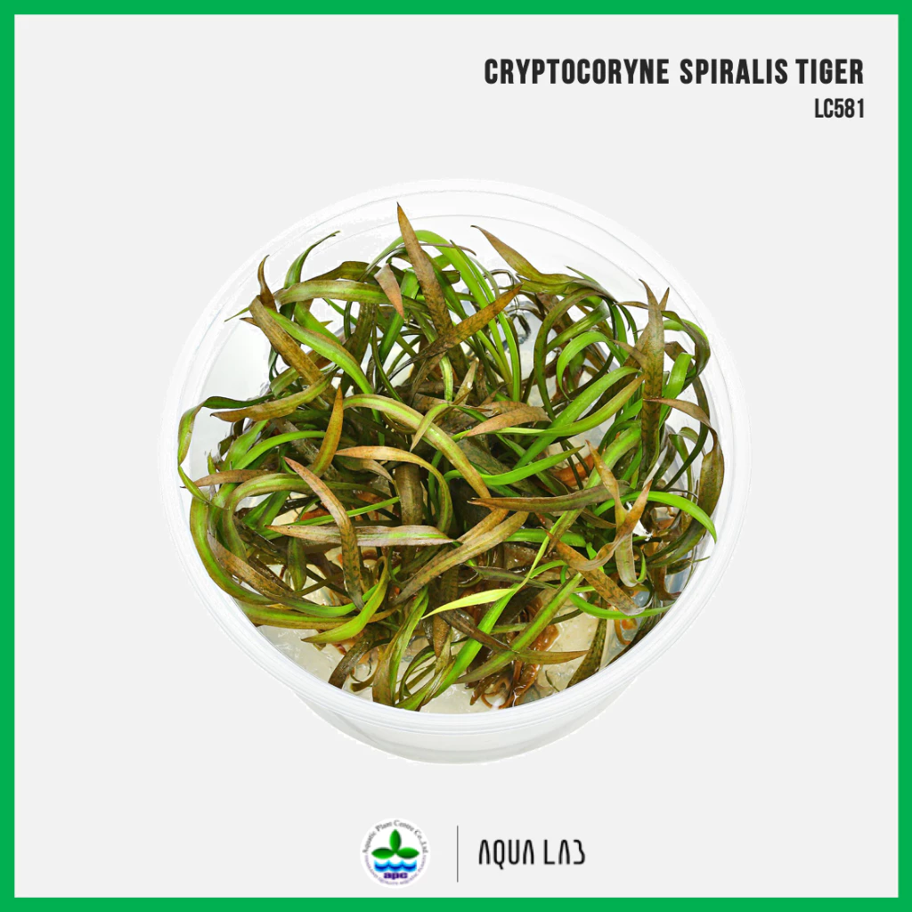 [APC] Cryptocoryne spiralis tiger (คริปสไปรัลลิสไทเกอร์) [ไม้น้ำ - Aquatic Plant] LC581