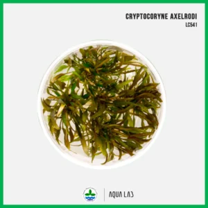 [APC] Cryptocoryne axelrodi (คริปอั๊กเซลโรดี) [ไม้น้ำ - Aquatic Plant] LC541