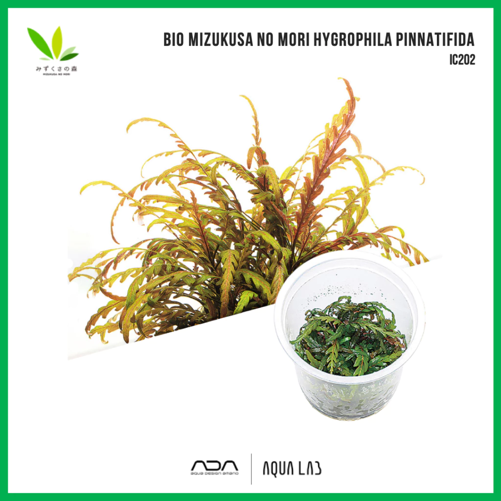 BIO Hygrophila pinnatifida (ไมยราพ) [ไม้น้ำ - Aquatic Plant] IC202
