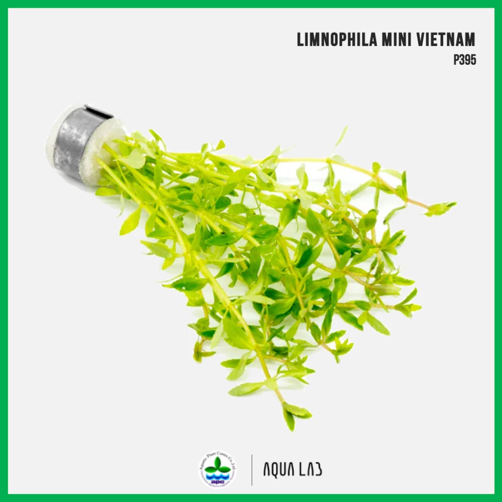 [APC] Limnophila mini Vietnam (ลิมโนเวียดนาม) [ไม้น้ำ - Aquatic Plant] P395