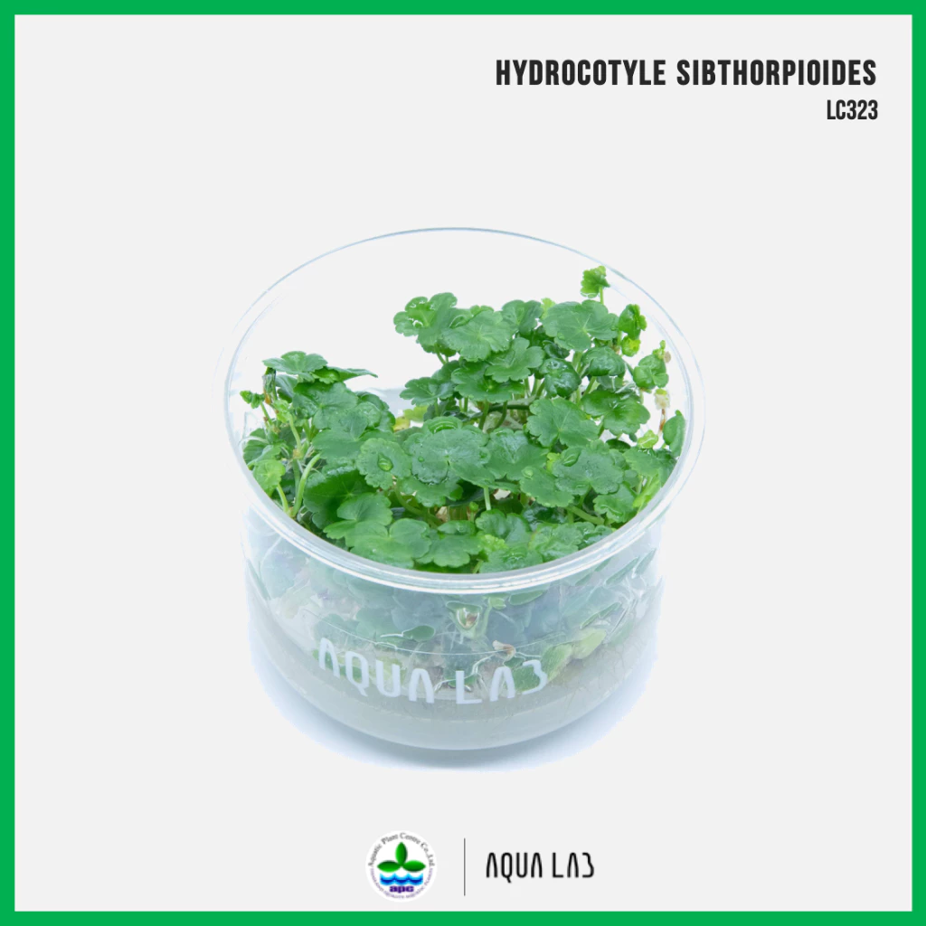 [APC] Hydrocotyle sibthorpioides (หญ้าก้นหอย) [ไม้น้ำ - Aquatic Plant] LC323