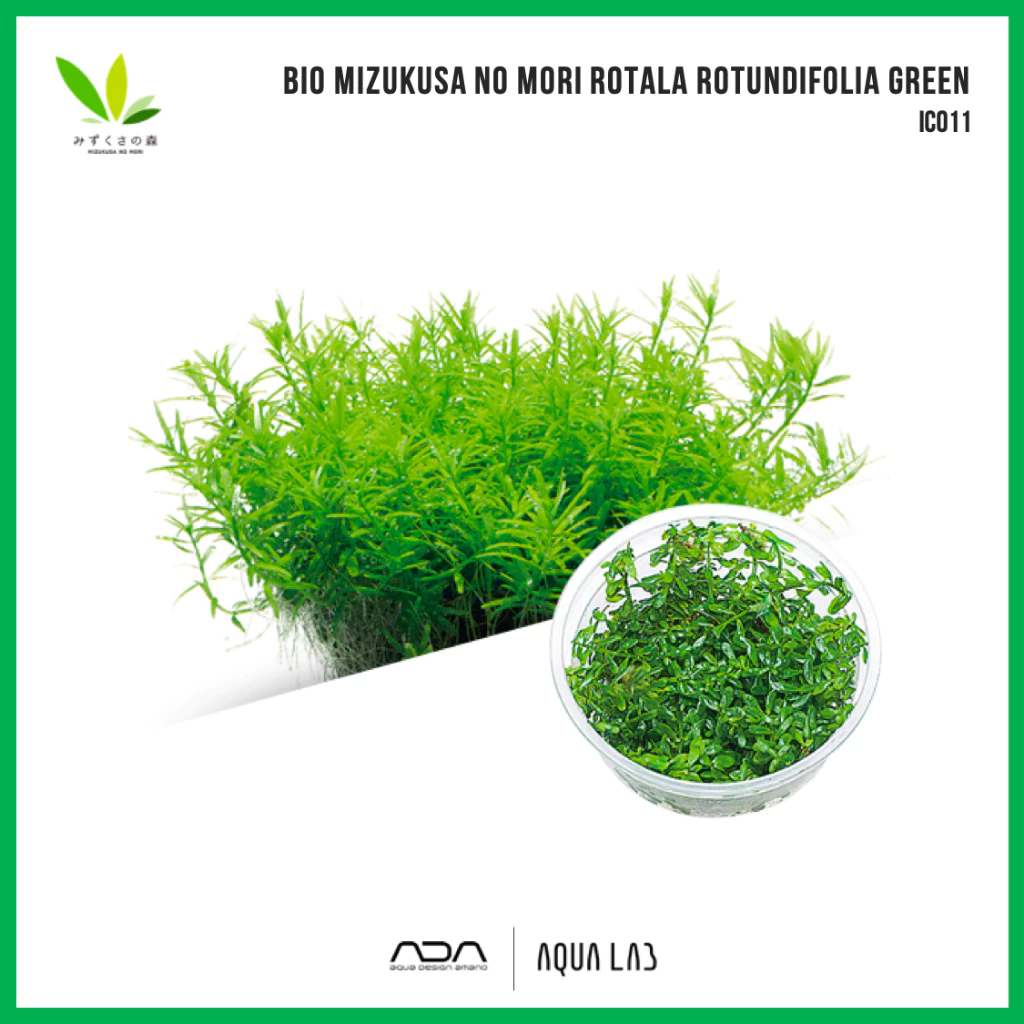 BIO Rotala rotundifolia green (โรทาล่าเขียว) [ไม้น้ำ - Aquatic Plant] IC011