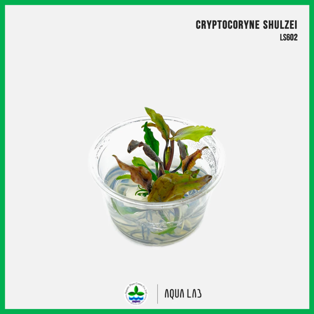[APC] Cryptocoryne shulzei [ไม้น้ำ - Aquatic Plant] LS602