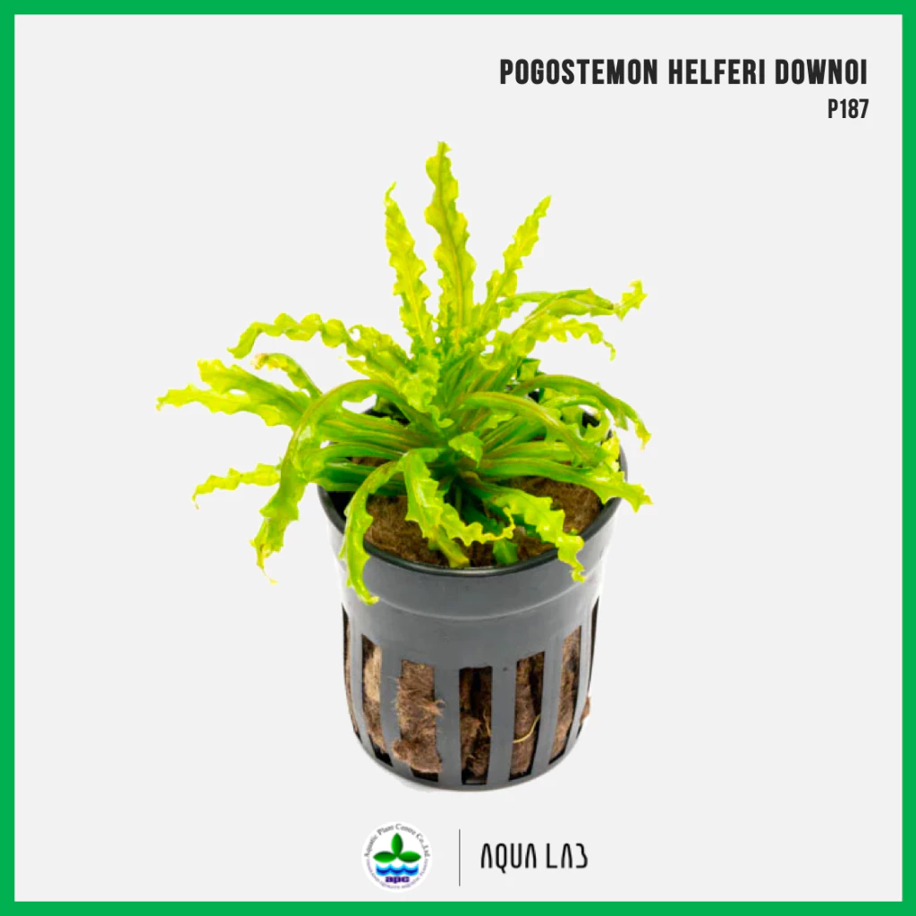 [APC] Pogostemon helferi 'Downoi' (ดาวน้อย) [ไม้น้ำ - Aquatic Plant] P187