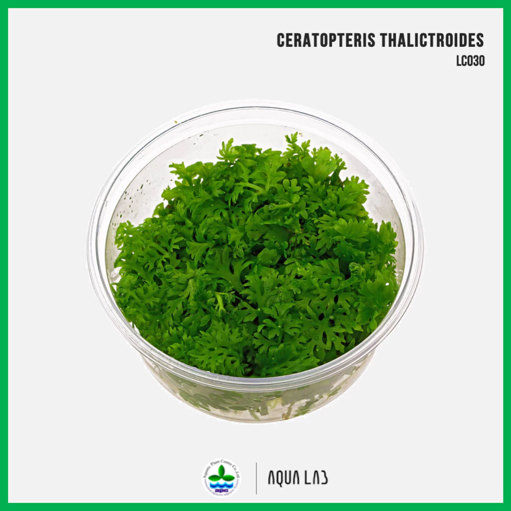 [APC] Ceratopteris thalictroides (กูดเขากวาง) [ไม้น้ำ - Aquatic Plants] LC030