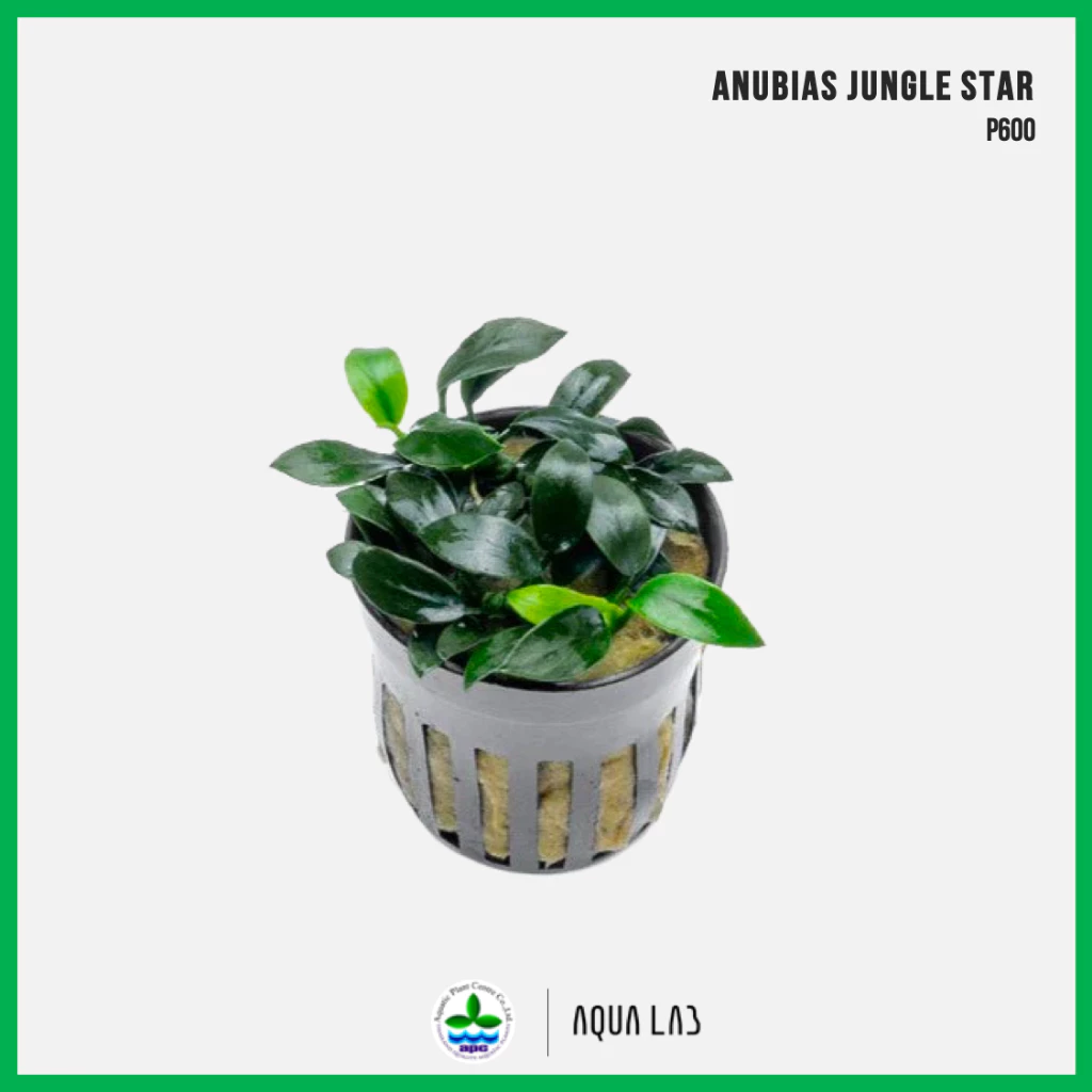 [APC] Anubias jungle star (อนูเบียสจังเกิลสตาร์) [ไม้น้ำ - Aquatic Plant] P600