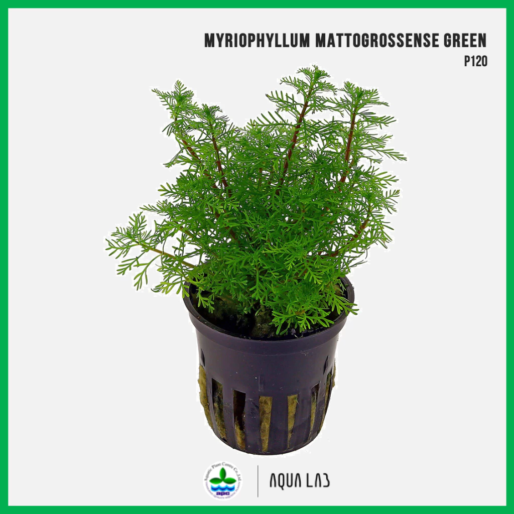 [APC] Myriophyllum mattogrossense green (ขนนกเขียว/มาโตกรอสเซน) [ไม้น้ำ - Aquatic Plant] P120