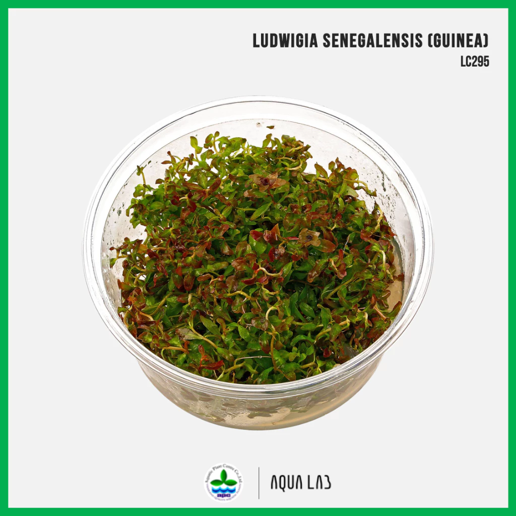 [APC] Ludwigia senegalensis (guinea) [ไม้น้ำ - Aquatic Plant] LC295