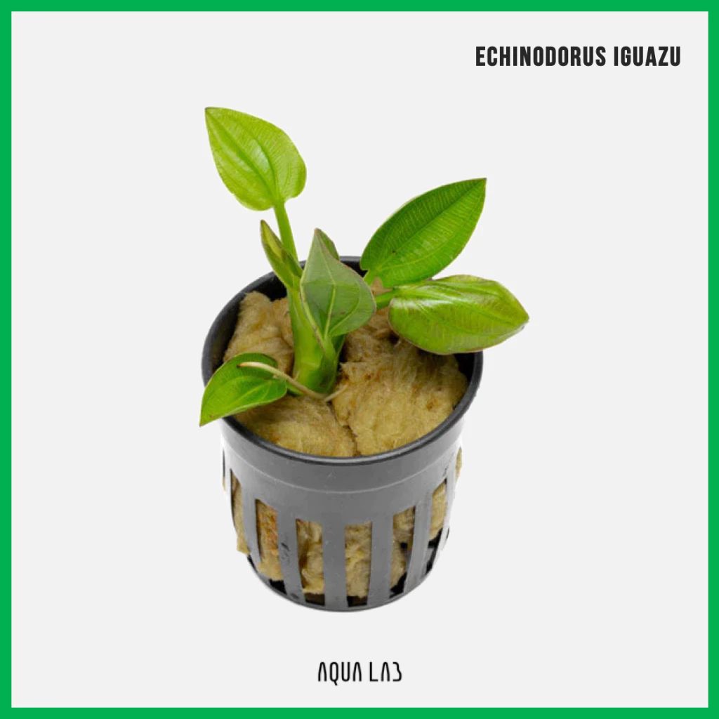 [AQL] Echinodorus Iguazu (อิกวาซู) [ไม้น้ำ - Aquatic Plant]