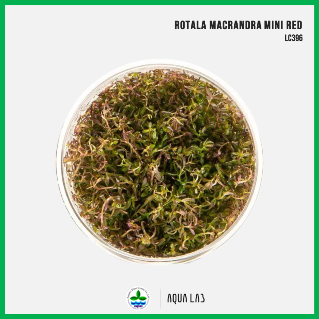 [APC] Rotala macrandra mini red (โรทาล่ามาครานดร้ามินิเรด) [ไม้น้ำ - Aquatic Plant] LC396 #ไม้ข้อ