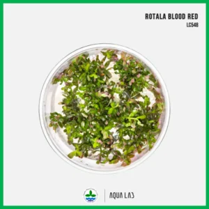 [APC] Rotala blood red (โรทาล่าบลัดเรด) [ไม้น้ำ - Aquatic Plant] LC548 #ไม้ข้อ