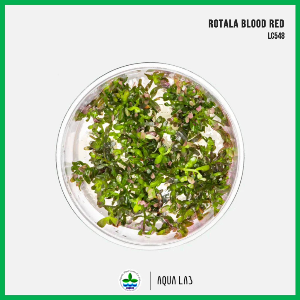 [APC] Rotala blood red (โรทาล่าบลัดเรด) [ไม้น้ำ - Aquatic Plant] LC548 #ไม้ข้อ