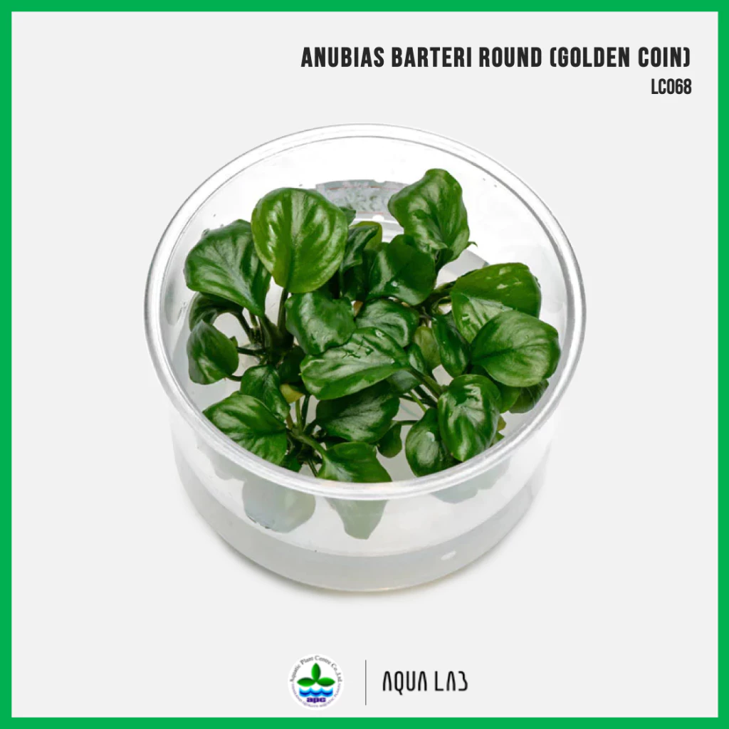 [APC] Anubias golden coin (อนูเบียสโกลเด้นคอยน์) [ไม้น้ำ - Aquatic Plant] LC068