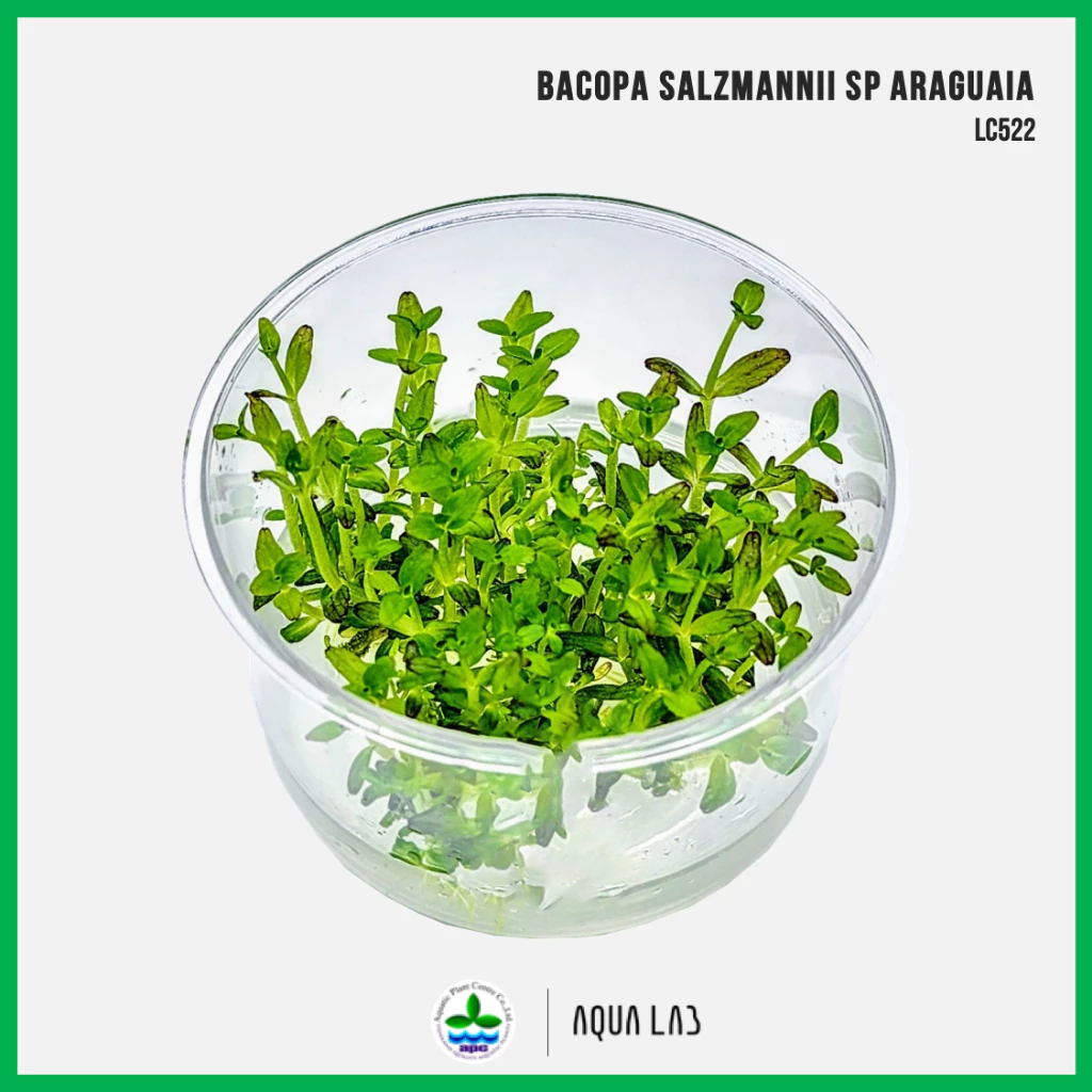 [APC] Bacopa salzmannii sp araguaia (บาโคป้าอารากูย่า/บาโคป้าม่วง) [ไม้น้ำ - Aquatic Plant] LC522