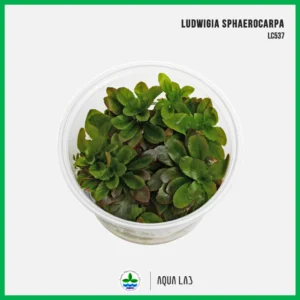 [APC] Ludwigia sphaerocarpa (ลุดวิเจียสเฟียโรคาร์ปา/ปิโลซา) [ไม้น้ำ - Aquatic Plant] LC537