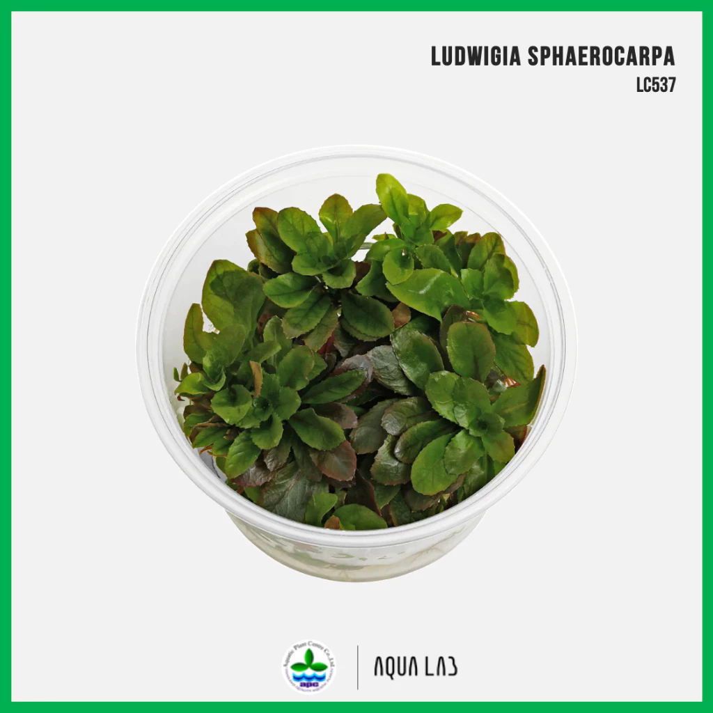 [APC] Ludwigia sphaerocarpa (ลุดวิเจียสเฟียโรคาร์ปา/ปิโลซา) [ไม้น้ำ - Aquatic Plant] LC537