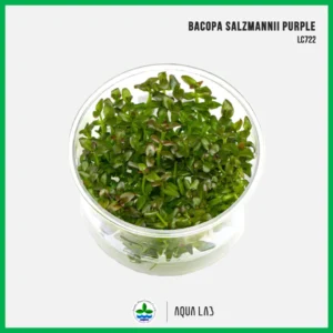[APC] Bacopa salzmannii purple (บาโคป้าม่วง) [ไม้น้ำ - Aquatic Plant] LC722 #ไม้ข้อ